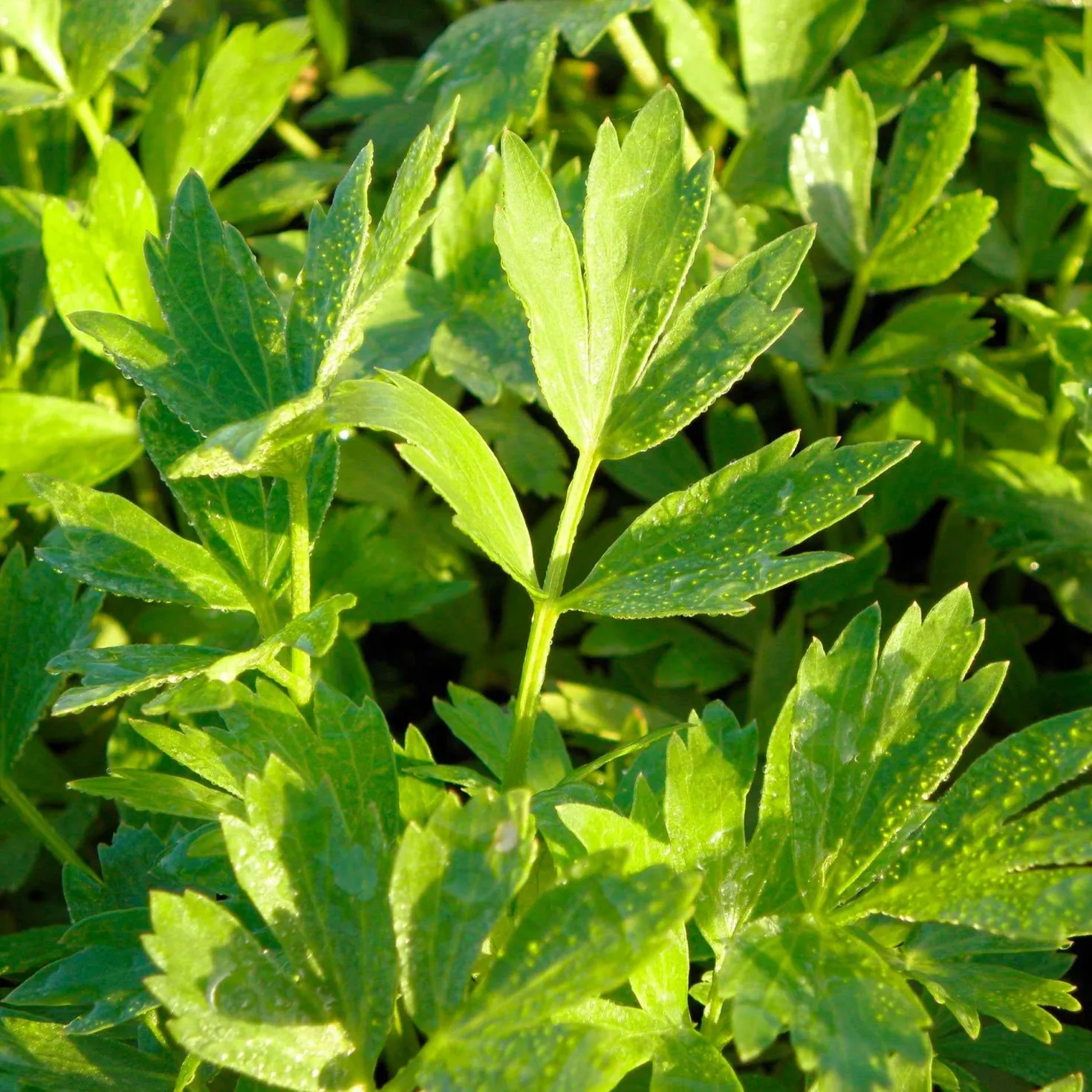 Liebstöckel - Der Maggi-Geschmack aus dem Garten