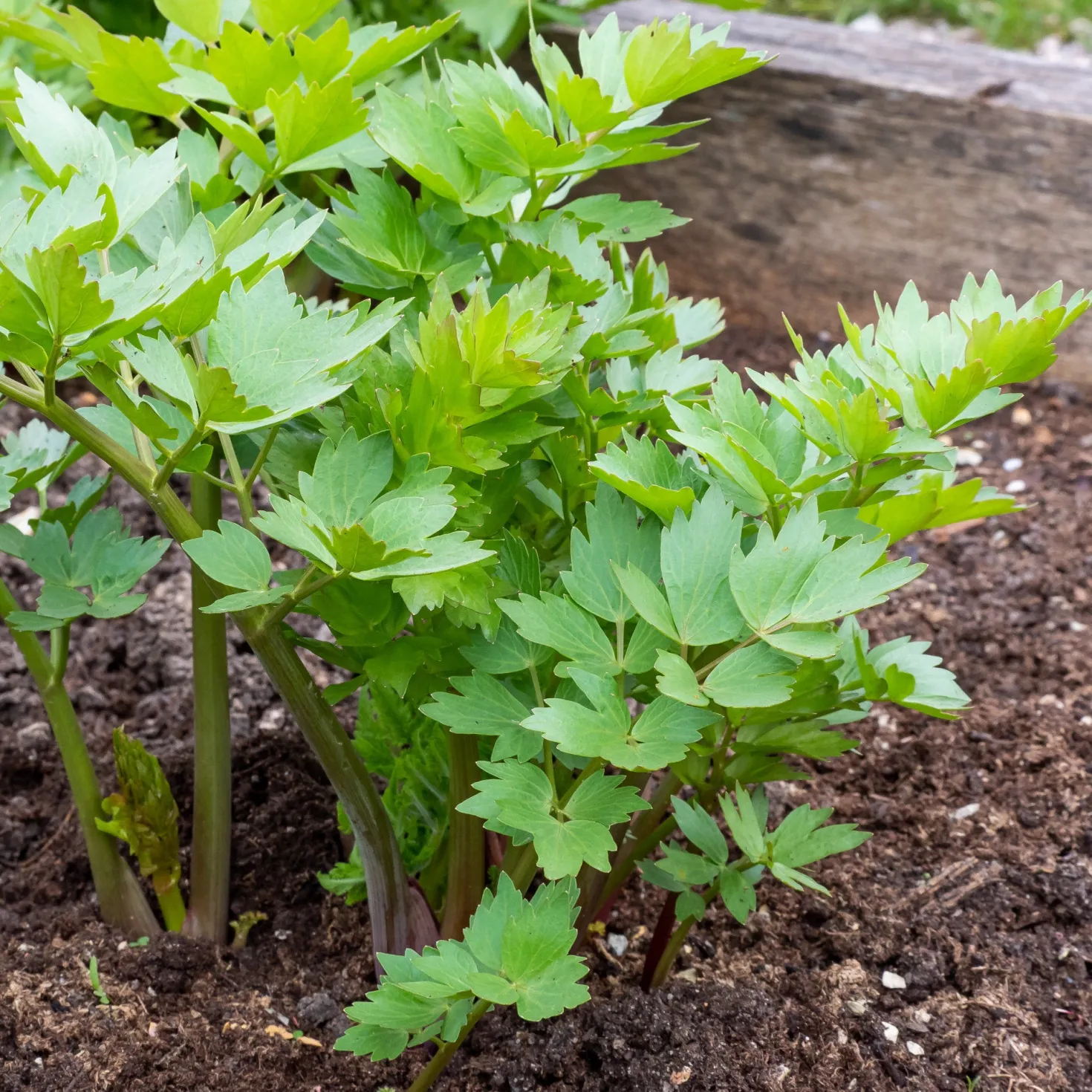 Liebstöckel - Der Maggi-Geschmack aus dem Garten