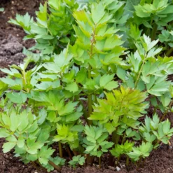 Liebstöckel - Der Maggi-Geschmack aus dem Garten