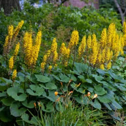 Ligularie ‘The Rocket’ - Gelbe Kerzen im Schatten