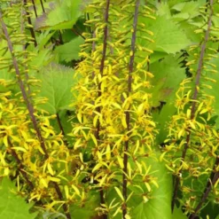 Ligularie ‘The Rocket’ - Gelbe Kerzen im Schatten