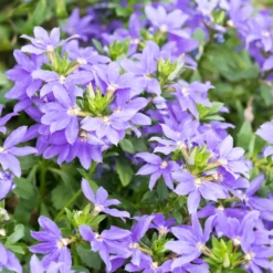 Lila Fächerblume - Blüht den ganzen Sommer