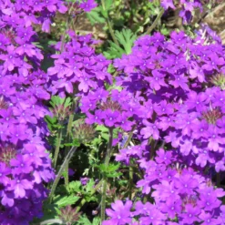 Lila hängendes Eisenkraut - Lila Blütenkaskade sofort