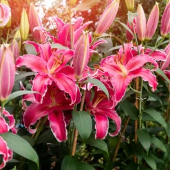 Lilie Gomera - Große rosa Blüten, ganz easy