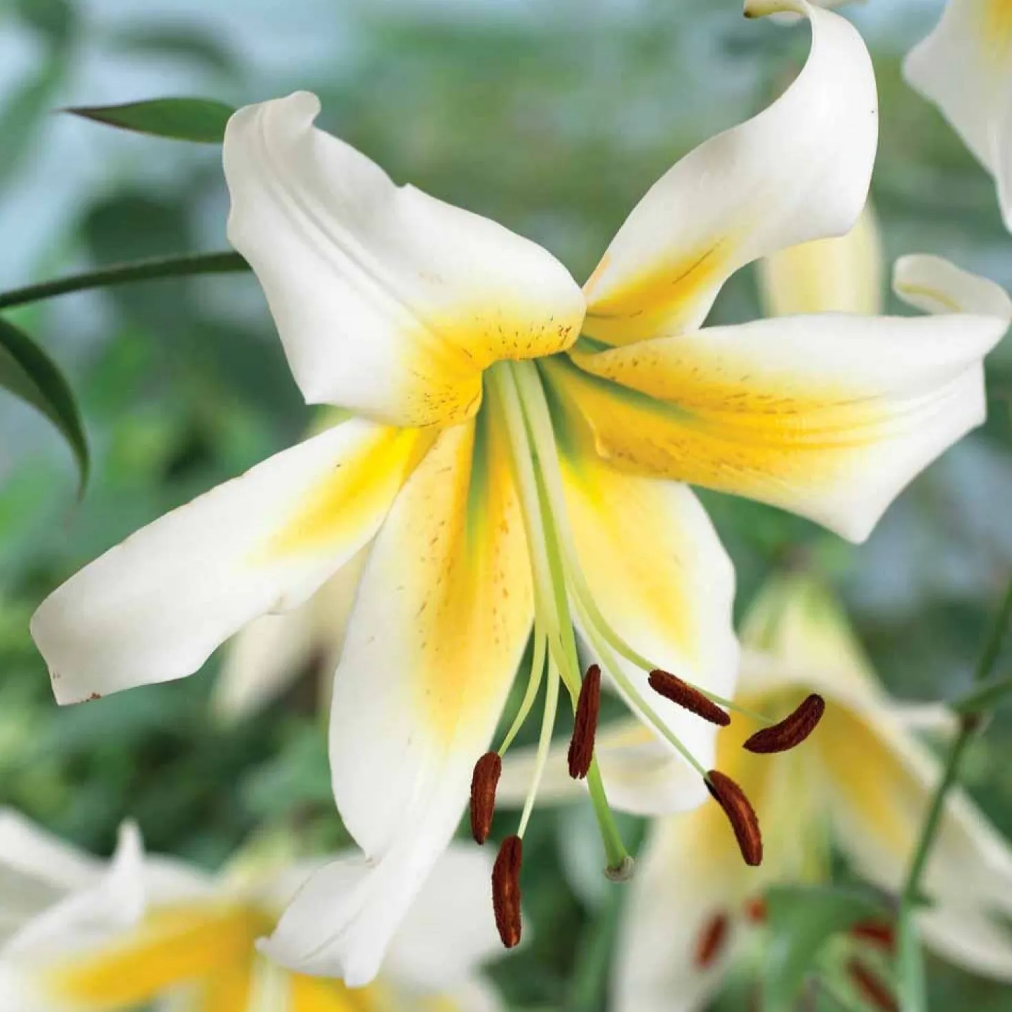 Lilie Miss Peculiar (x3) - Riesenblüten ganz einfach