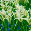 Lilienblütige Tulpe 'Greenstar' (x10) - Grüne Tulpe, garantiert edel
