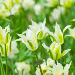Lilienblütige Tulpe 'Greenstar' (x10) - Grüne Tulpe, garantiert edel