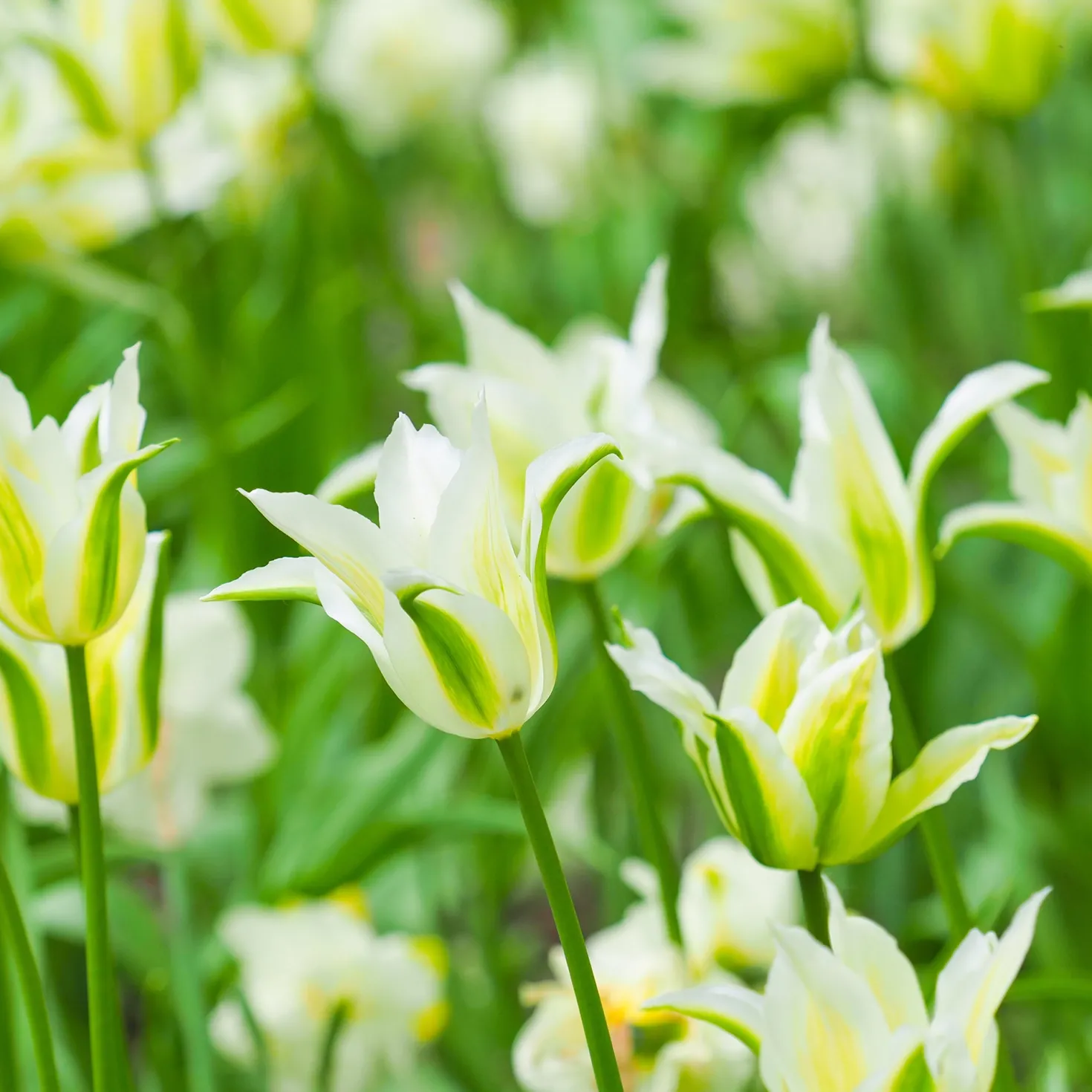 Lilienblütige Tulpe 'Greenstar' (x10) - Grüne Tulpe, garantiert edel
