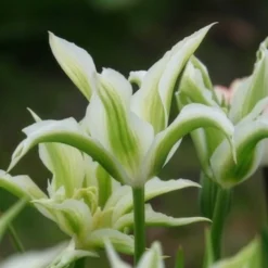 Lilienblütige Tulpe 'Greenstar' (x10) - Grüne Tulpe, garantiert edel