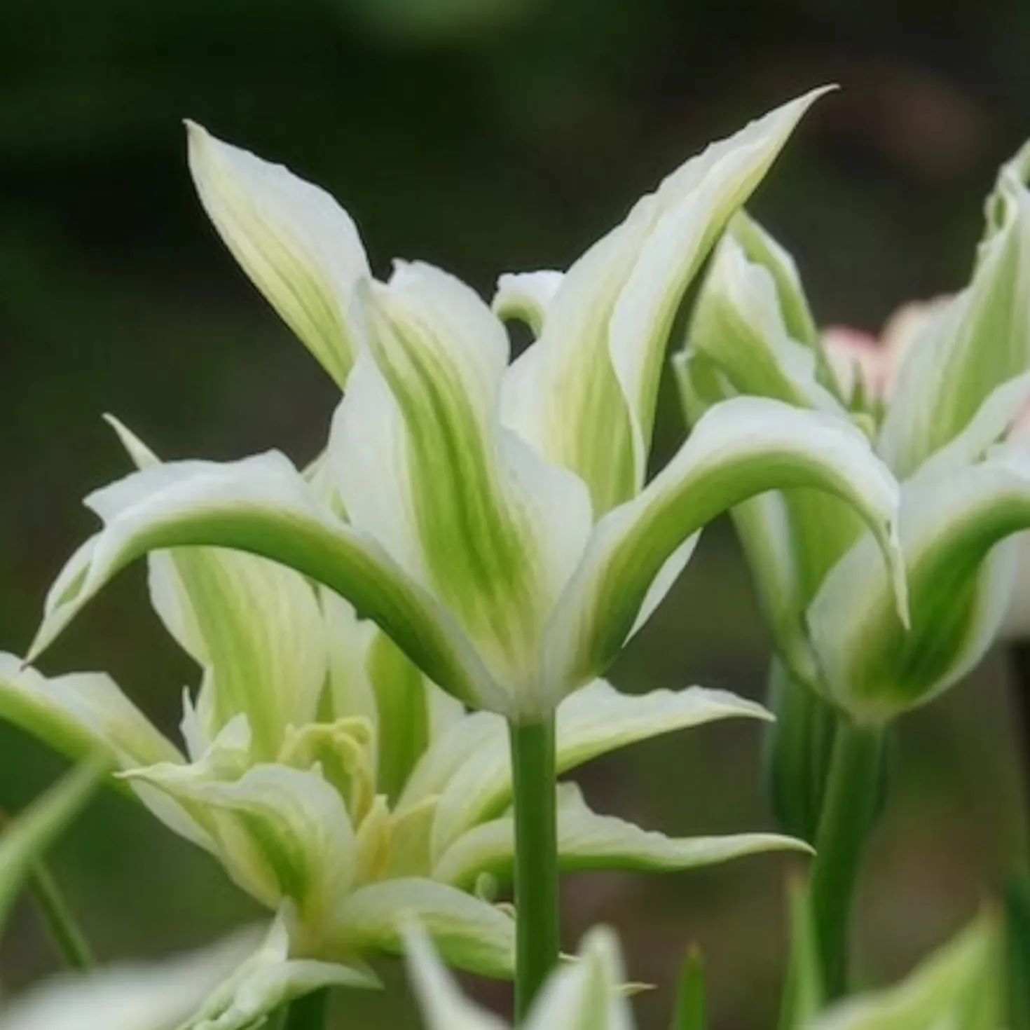 Lilienblütige Tulpe 'Greenstar' (x10) - Grüne Tulpe, garantiert edel
