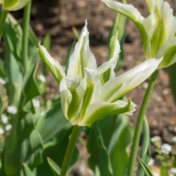 Lilienblütige Tulpe 'Greenstar' (x10) - Grüne Tulpe, garantiert edel