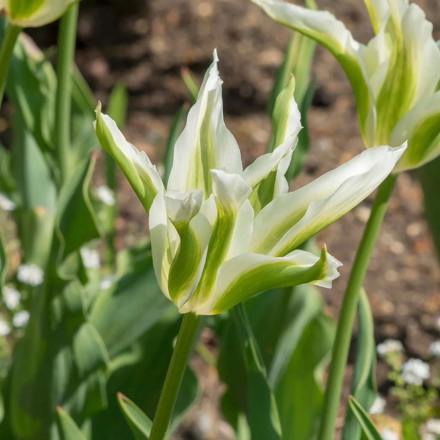 Lilienblütige Tulpe 'Greenstar' (x10) - Grüne Tulpe, garantiert edel