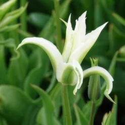 Lilienblütige Tulpe 'Greenstar' (x10) - Grüne Tulpe, garantiert edel