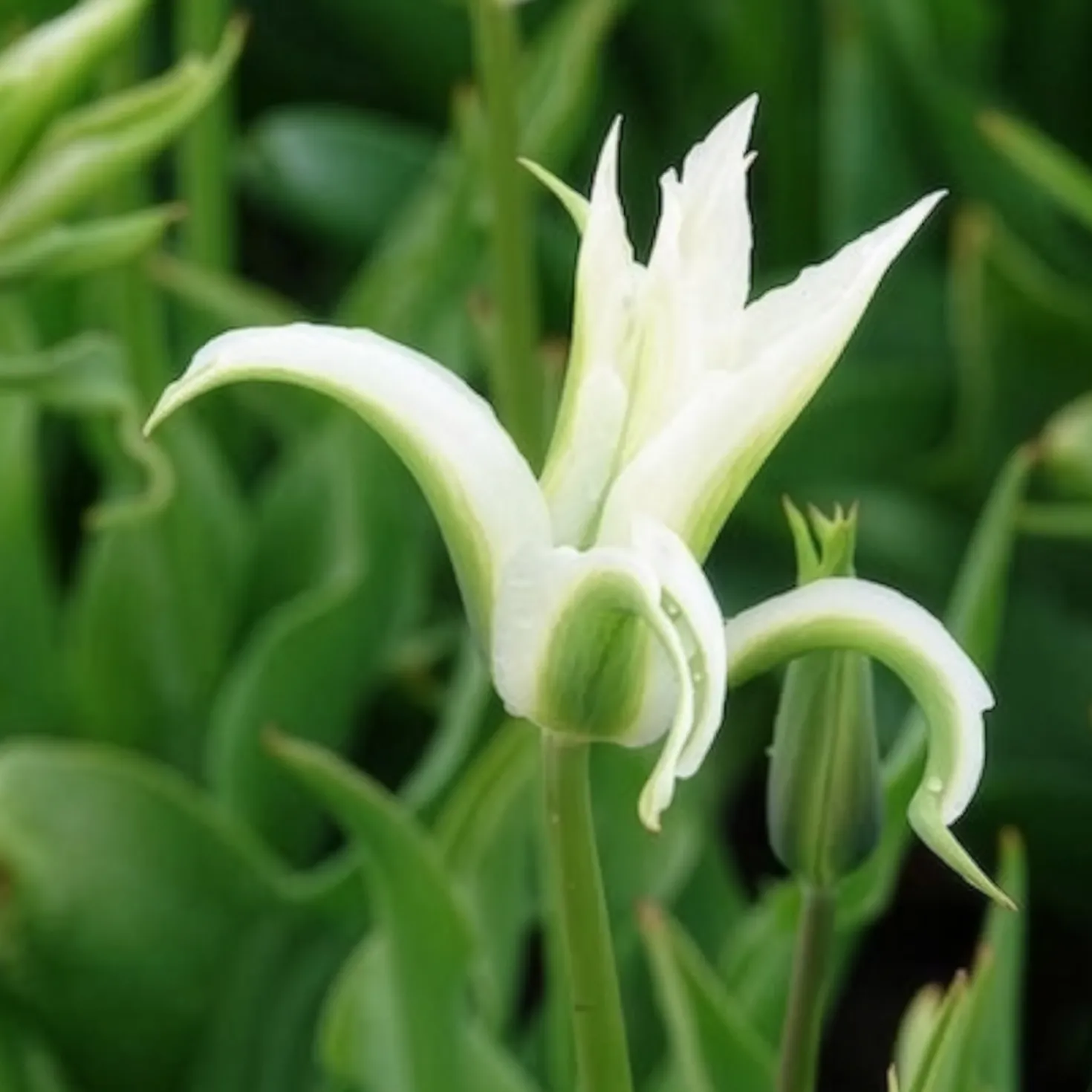 Lilienblütige Tulpe 'Greenstar' (x10) - Grüne Tulpe, garantiert edel