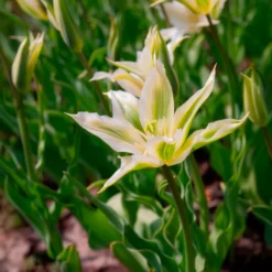 Lilienblütige Tulpe 'Greenstar' (x10) - Grüne Tulpe, garantiert edel