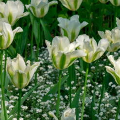 Lilienblütige Tulpe 'Greenstar' (x10) - Grüne Tulpe, garantiert edel