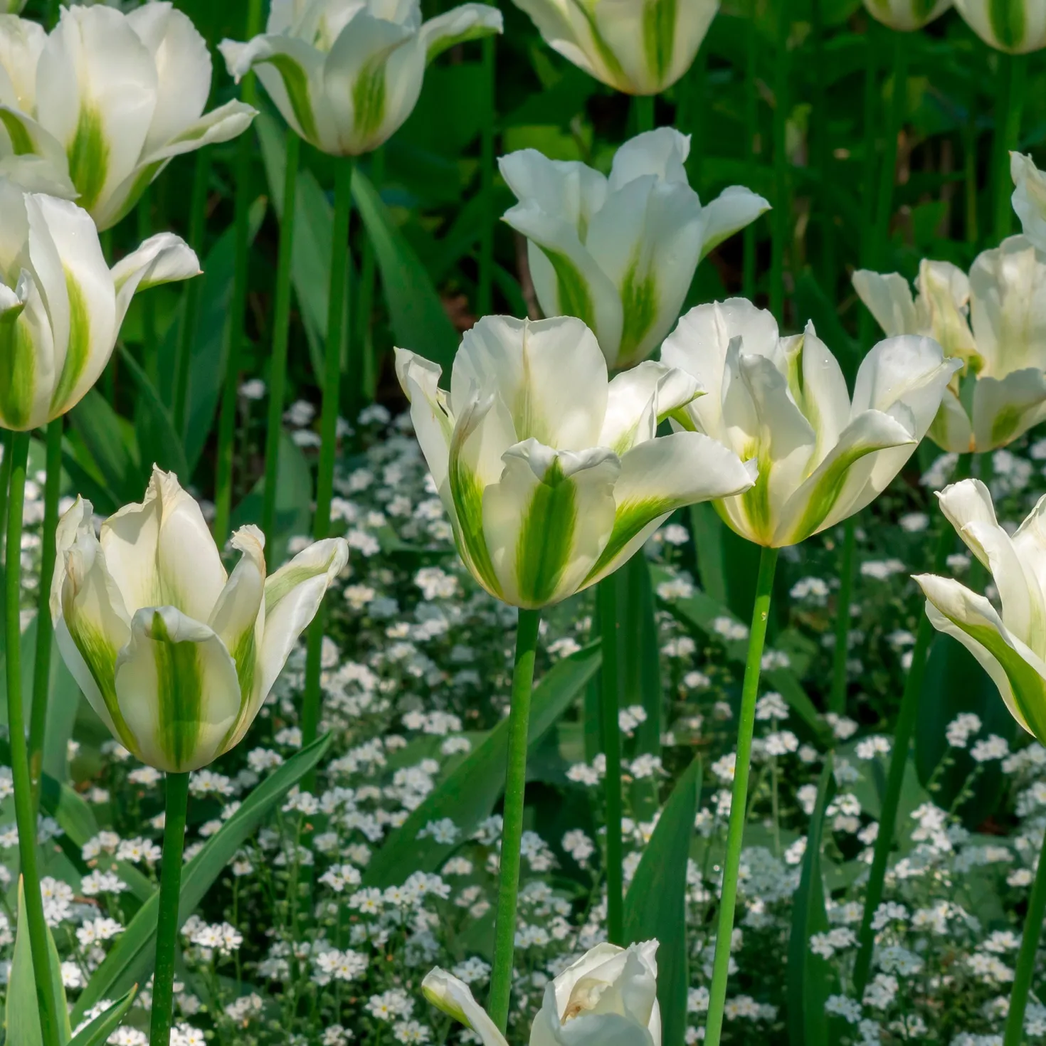 Lilienblütige Tulpe 'Greenstar' (x10) - Grüne Tulpe, garantiert edel