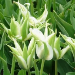 Lilienblütige Tulpe 'Greenstar' (x10) - Grüne Tulpe, garantiert edel