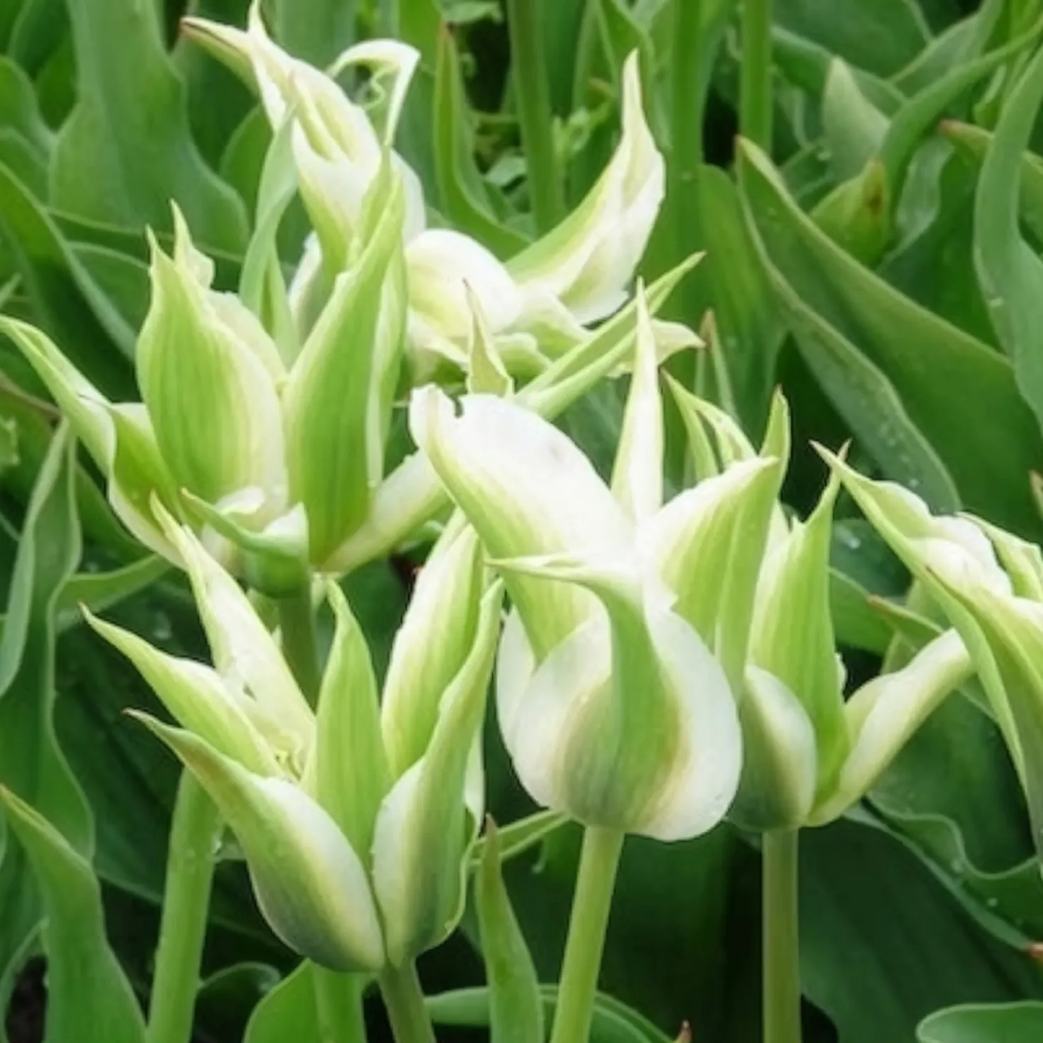 Lilienblütige Tulpe 'Greenstar' (x10) - Grüne Tulpe, garantiert edel