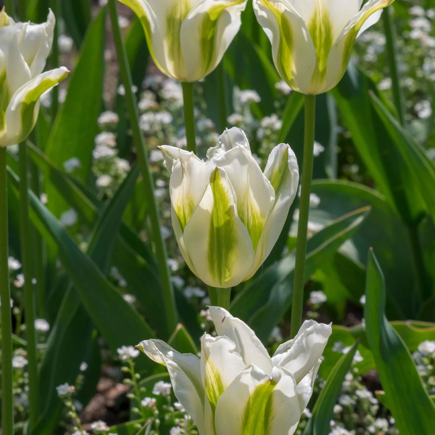 Lilienblütige Tulpe 'Greenstar' (x10) - Grüne Tulpe, garantiert edel