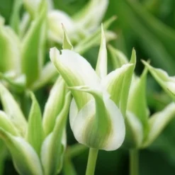 Lilienblütige Tulpe 'Greenstar' (x10) - Grüne Tulpe, garantiert edel