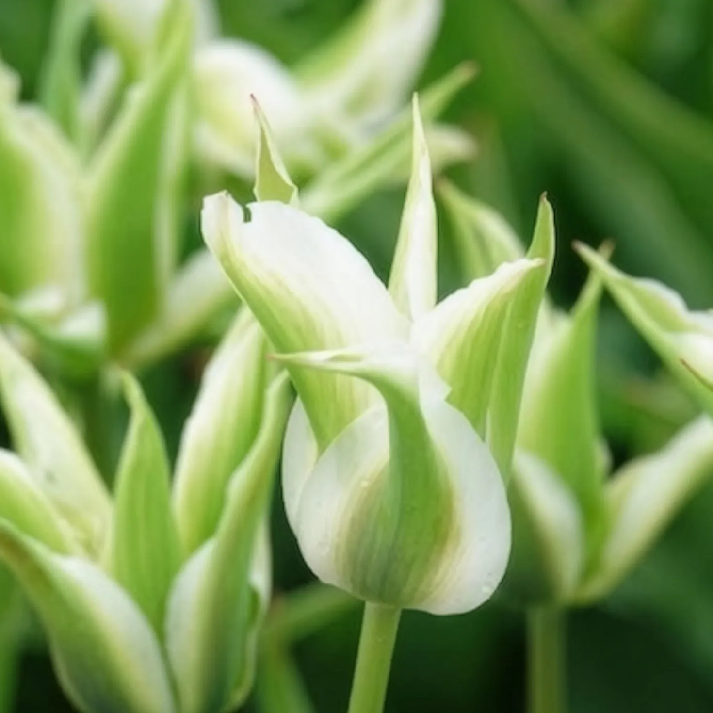 Lilienblütige Tulpe 'Greenstar' (x10) - Grüne Tulpe, garantiert edel