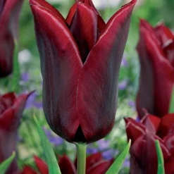 Lilienblütige Tulpe 'Lasting Love' (x10) - Tiefes Weinrot im Beet