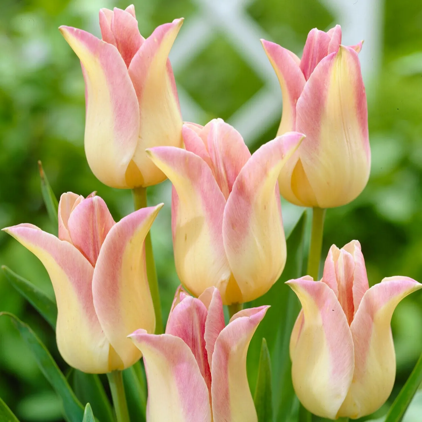 Lilienblütige Tulpen ‘Elegant Lady’ (x5) - Elegante Blüten im Frühling
