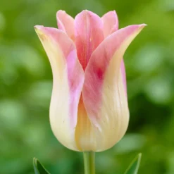 Lilienblütige Tulpen ‘Elegant Lady’ (x5) - Elegante Blüten im Frühling
