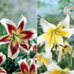 Lilien-Kollektion (x6) - Sommer voller Blüten