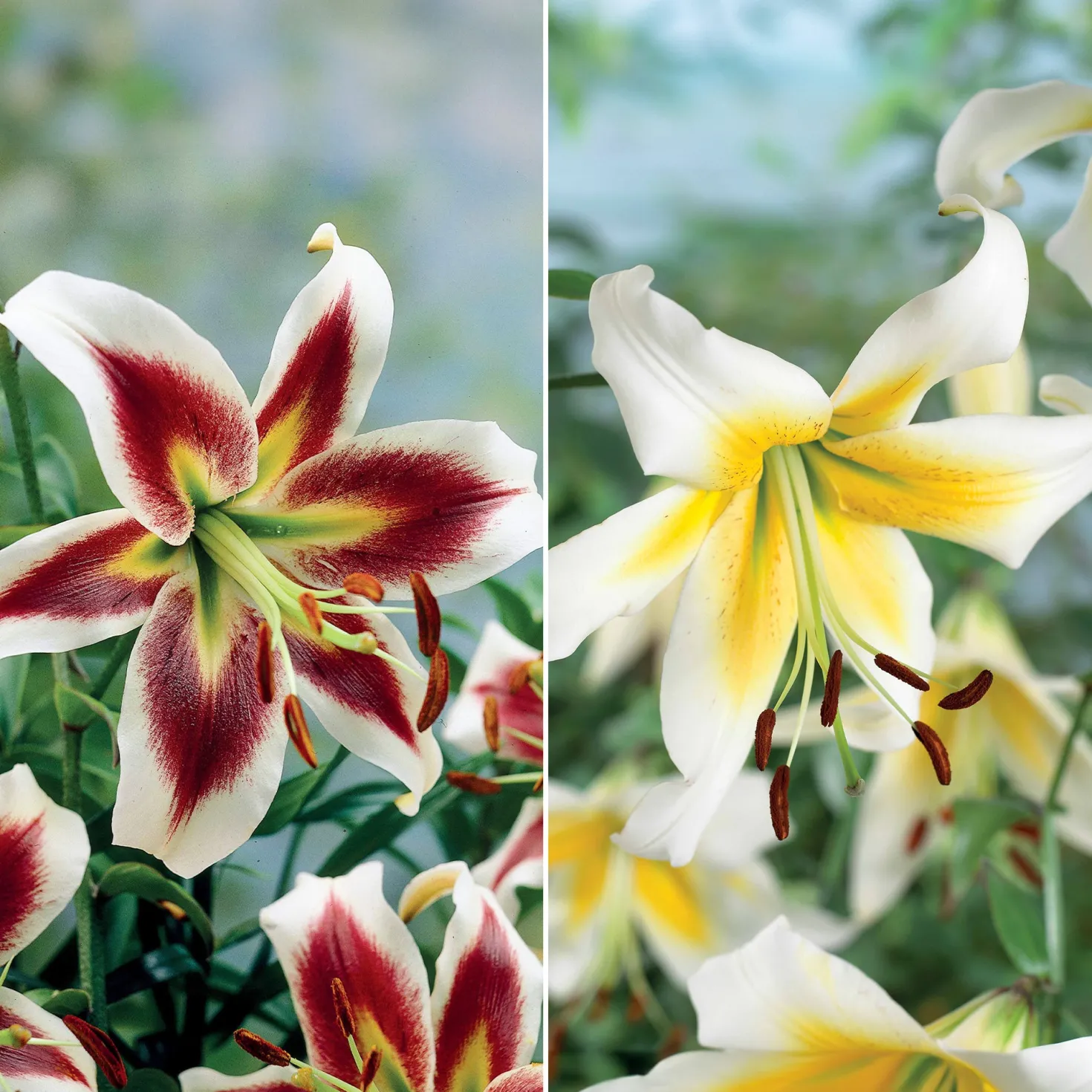 Lilien-Kollektion (x6) - Sommer voller Blüten