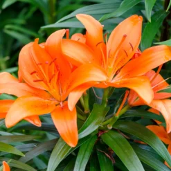 Lilien Orange (x3) - Feuriges Orange im Beet