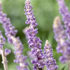 Lilientraube 'Ingwersen' - Blüht, wenn andere aufgeben