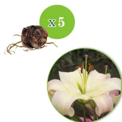 Lilie 'Pretty Woman' (x5) - Riesige Blüten, pures Wow