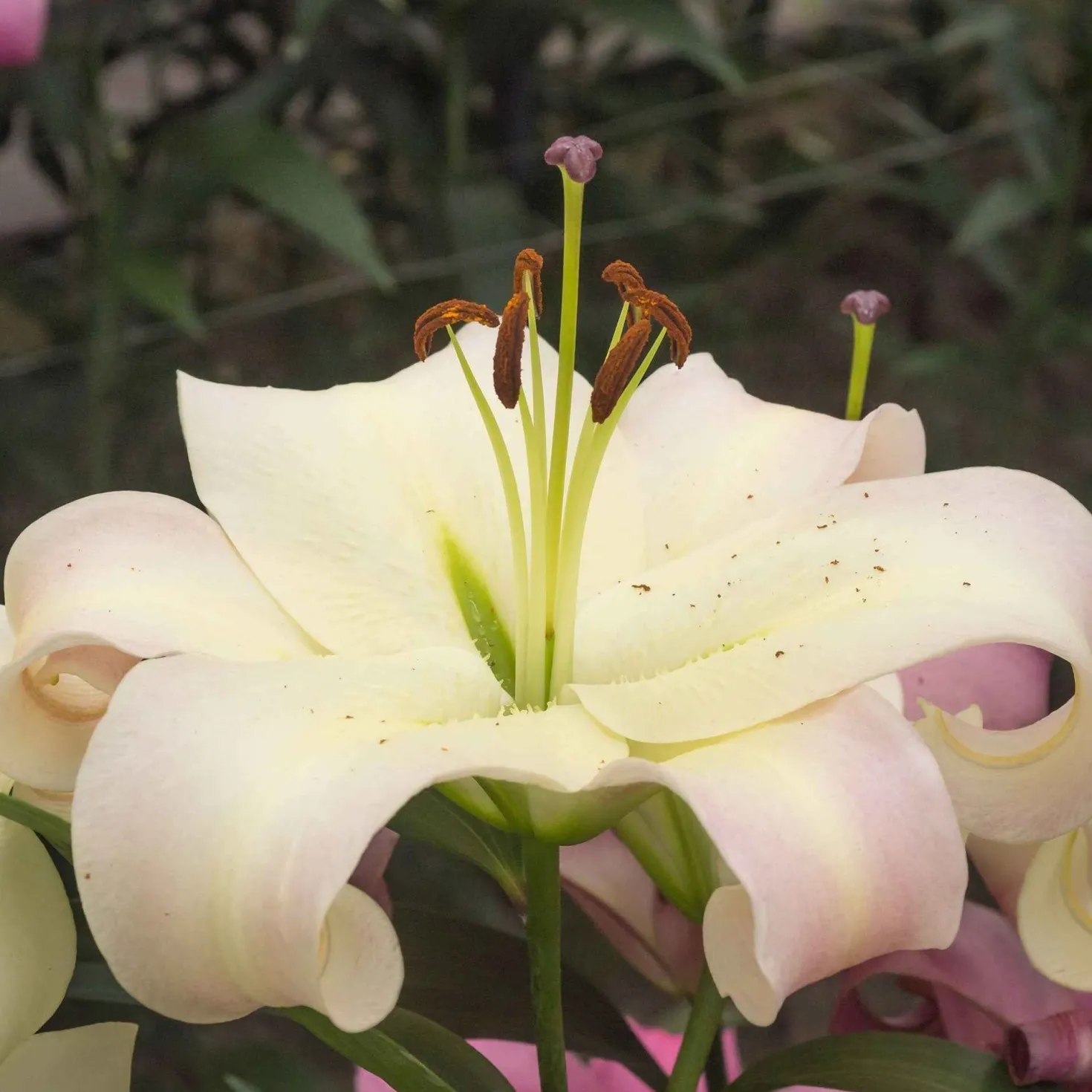 Lilie 'Pretty Woman' (x5) - Riesige Blüten, pures Wow