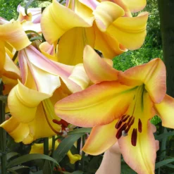 Lilie 'Rising Moon' (x5) - Riesenblüten, die duften