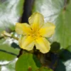 Limnantheme Falsche Seerose - Gelbe Blüten den ganzen Sommer