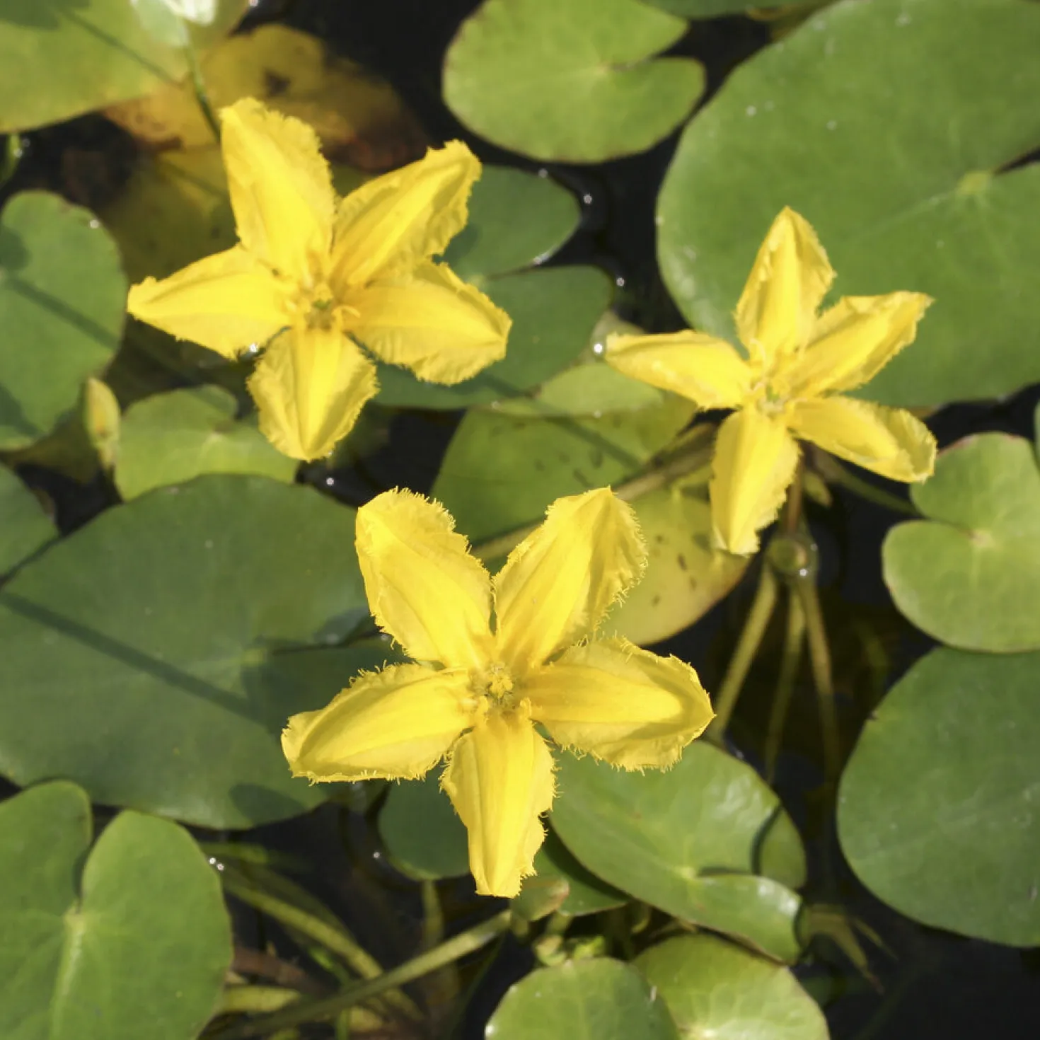 Limnantheme Falsche Seerose - Gelbe Blüten den ganzen Sommer