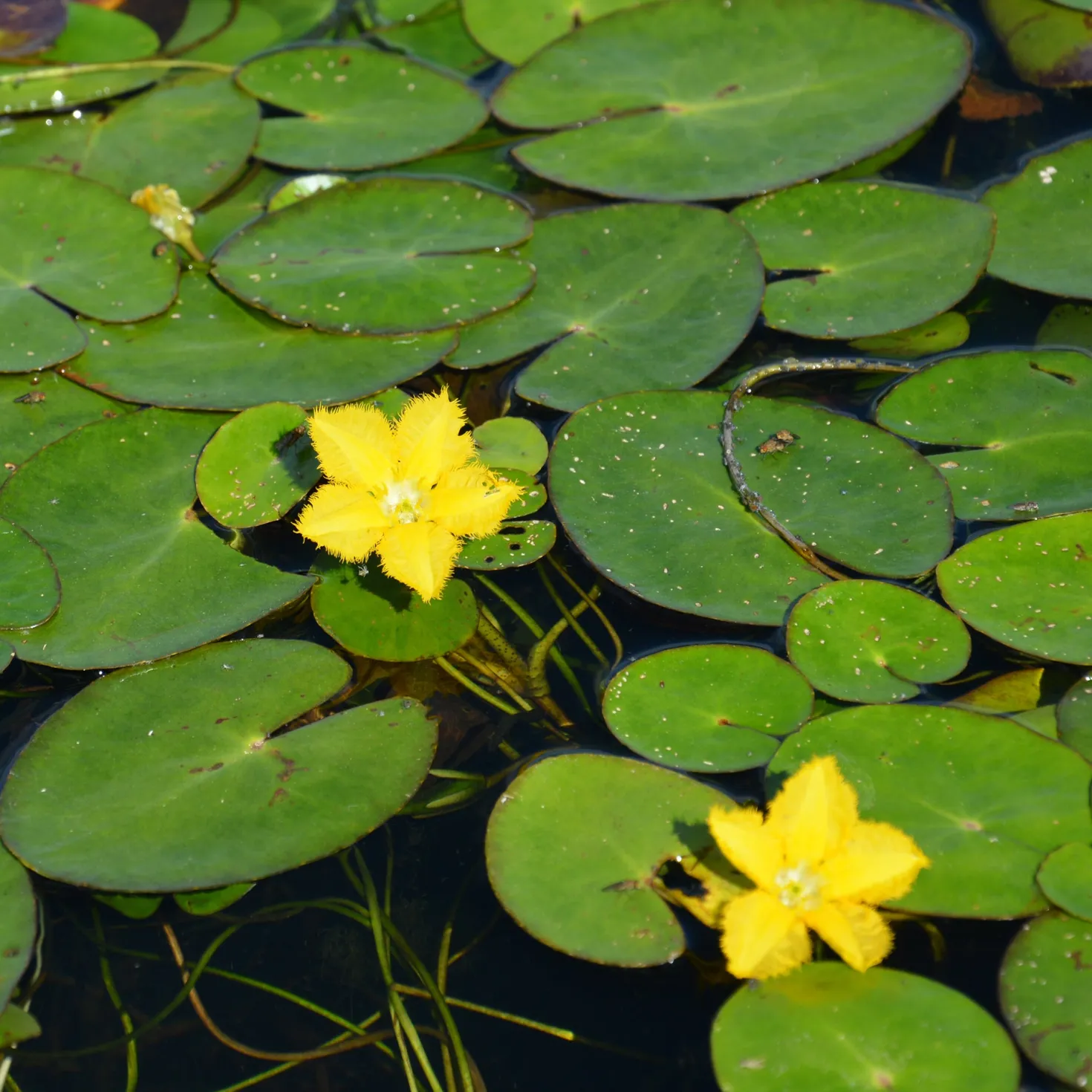 Limnantheme Falsche Seerose - Gelbe Blüten den ganzen Sommer