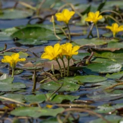 Limnantheme Falsche Seerose - Gelbe Blüten den ganzen Sommer