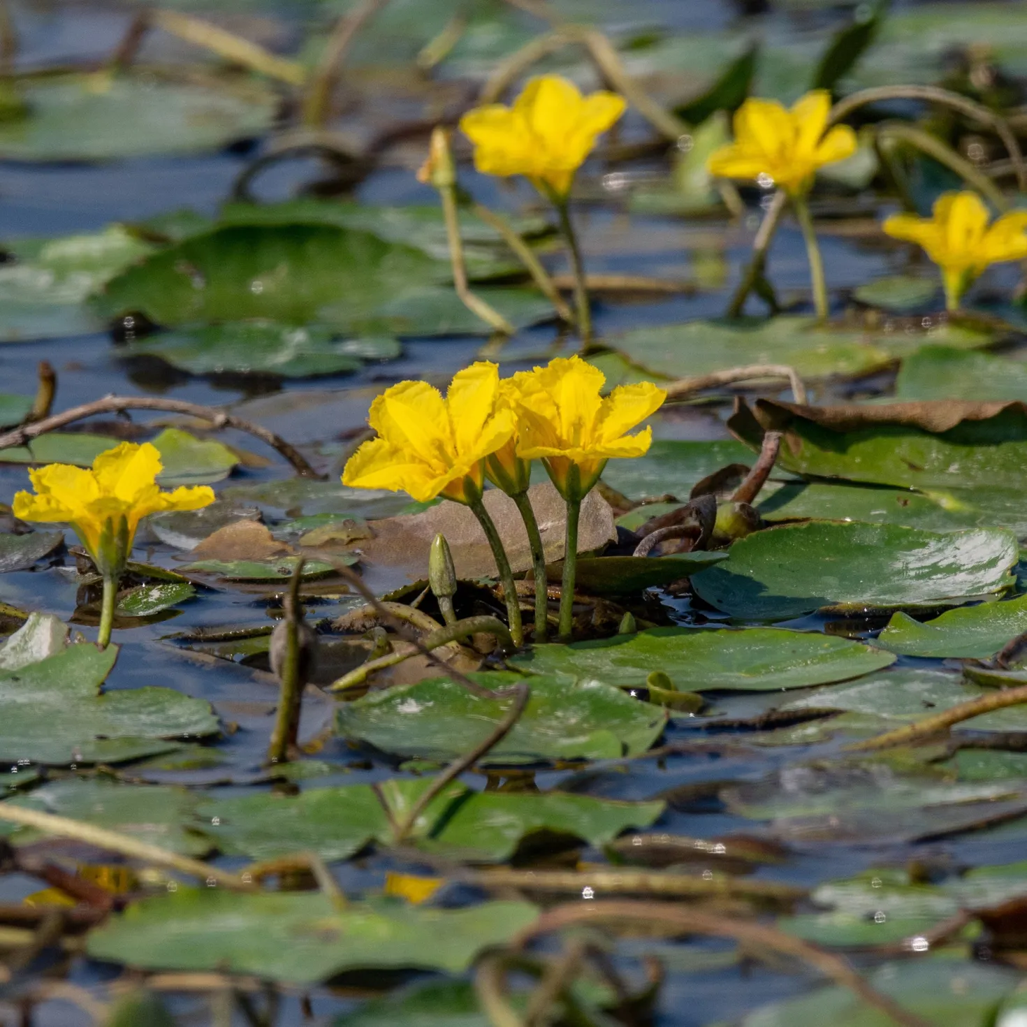 Limnantheme Falsche Seerose - Gelbe Blüten den ganzen Sommer