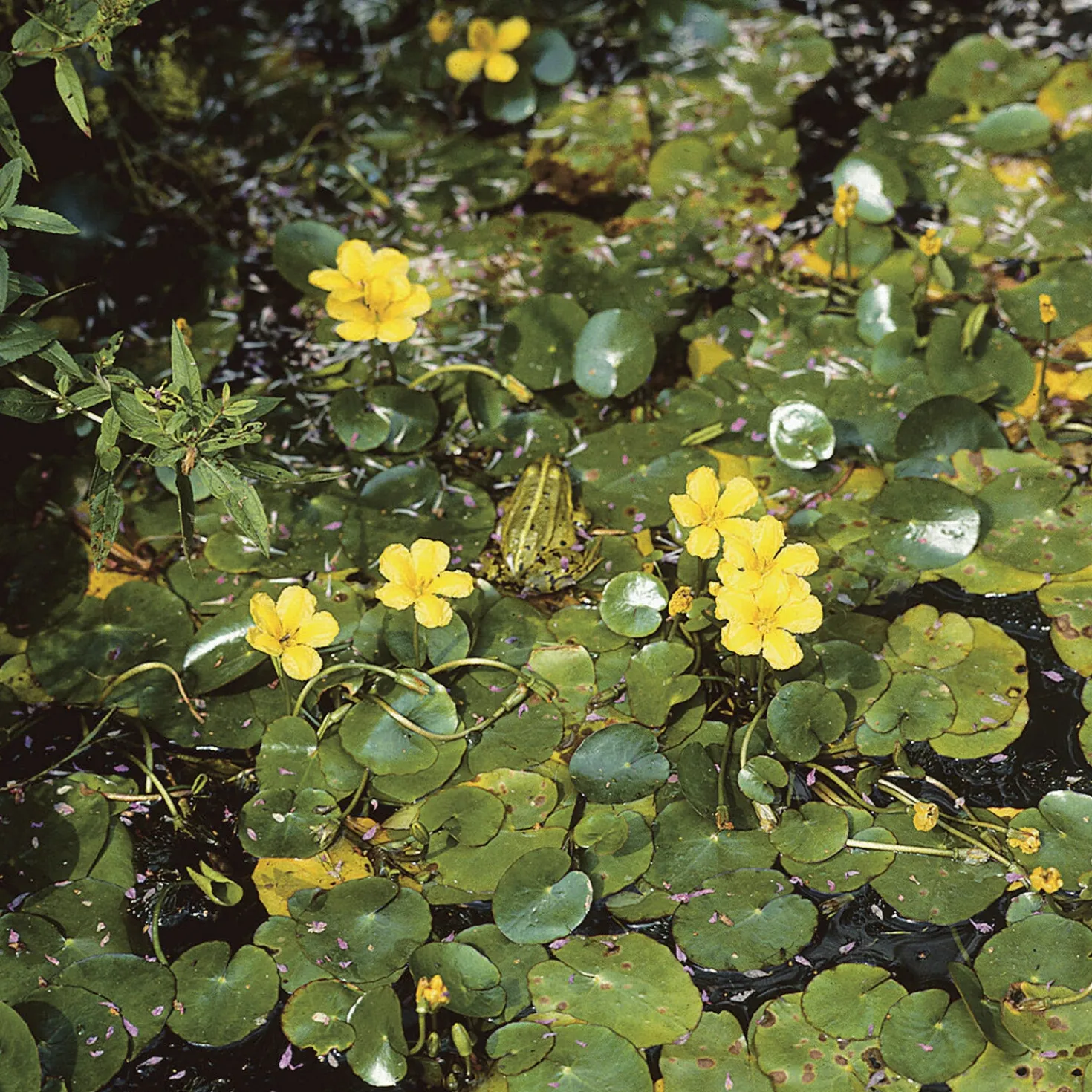 Limnantheme Falsche Seerose - Gelbe Blüten den ganzen Sommer