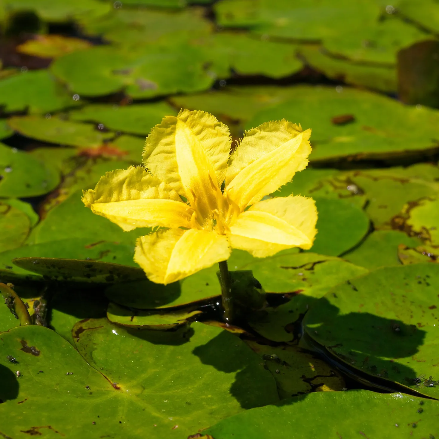 Limnantheme Falsche Seerose - Gelbe Blüten den ganzen Sommer