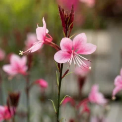 Lindheimers Prachtkerze 'Siskiyou Pink' - Rosa Blütenwolke sofort