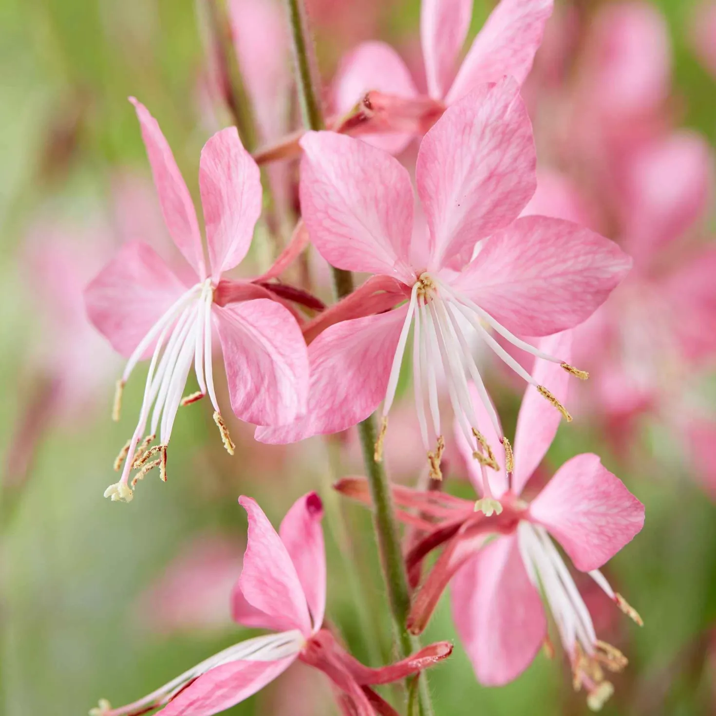 Lindheimers Prachtkerze 'Siskiyou Pink' - Rosa Blütenwolke sofort