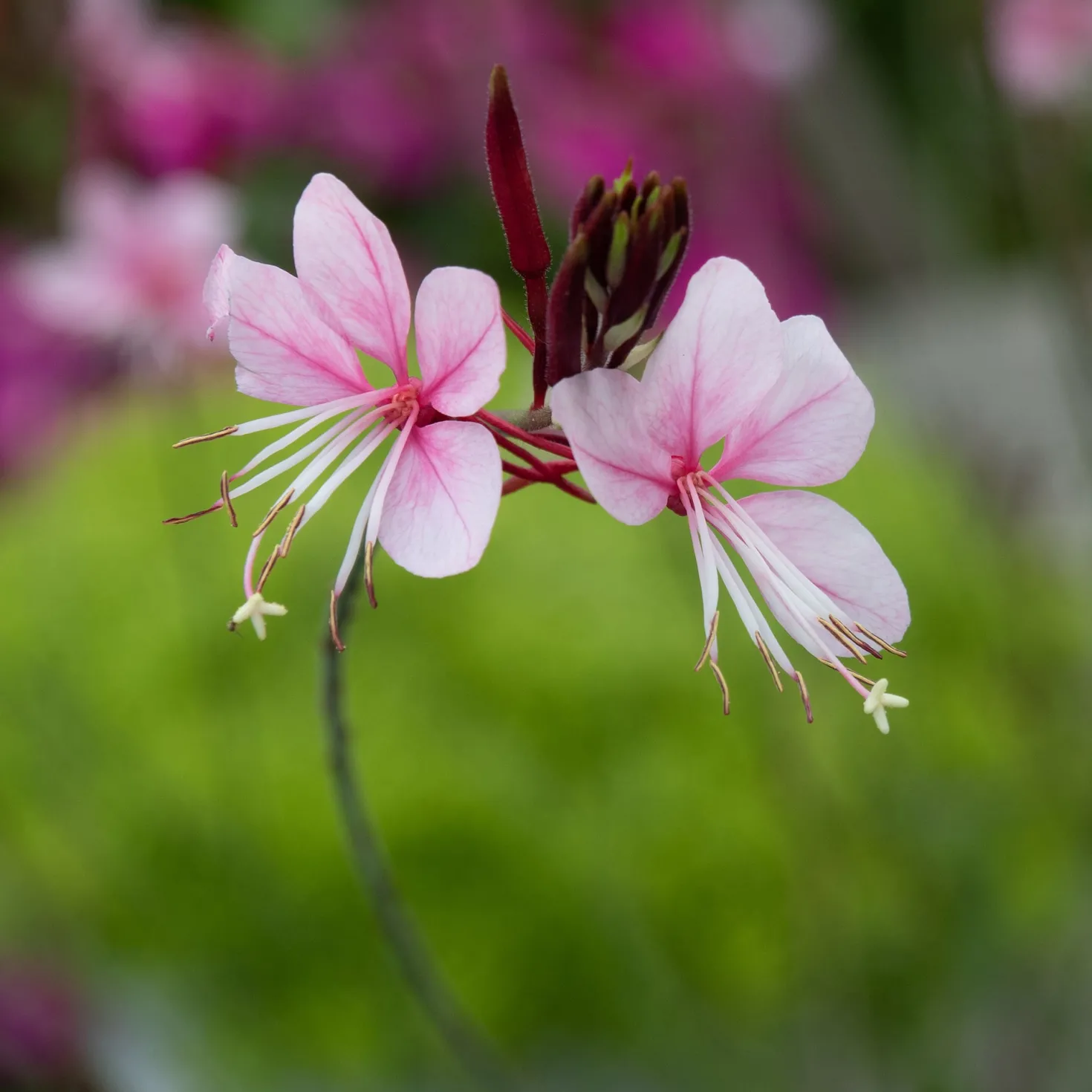 Lindheimers Prachtkerze 'Siskiyou Pink' - Rosa Blütenwolke sofort