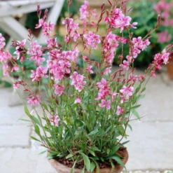 Lindheimers Prachtkerze 'Siskiyou Pink' - Rosa Blütenwolke sofort