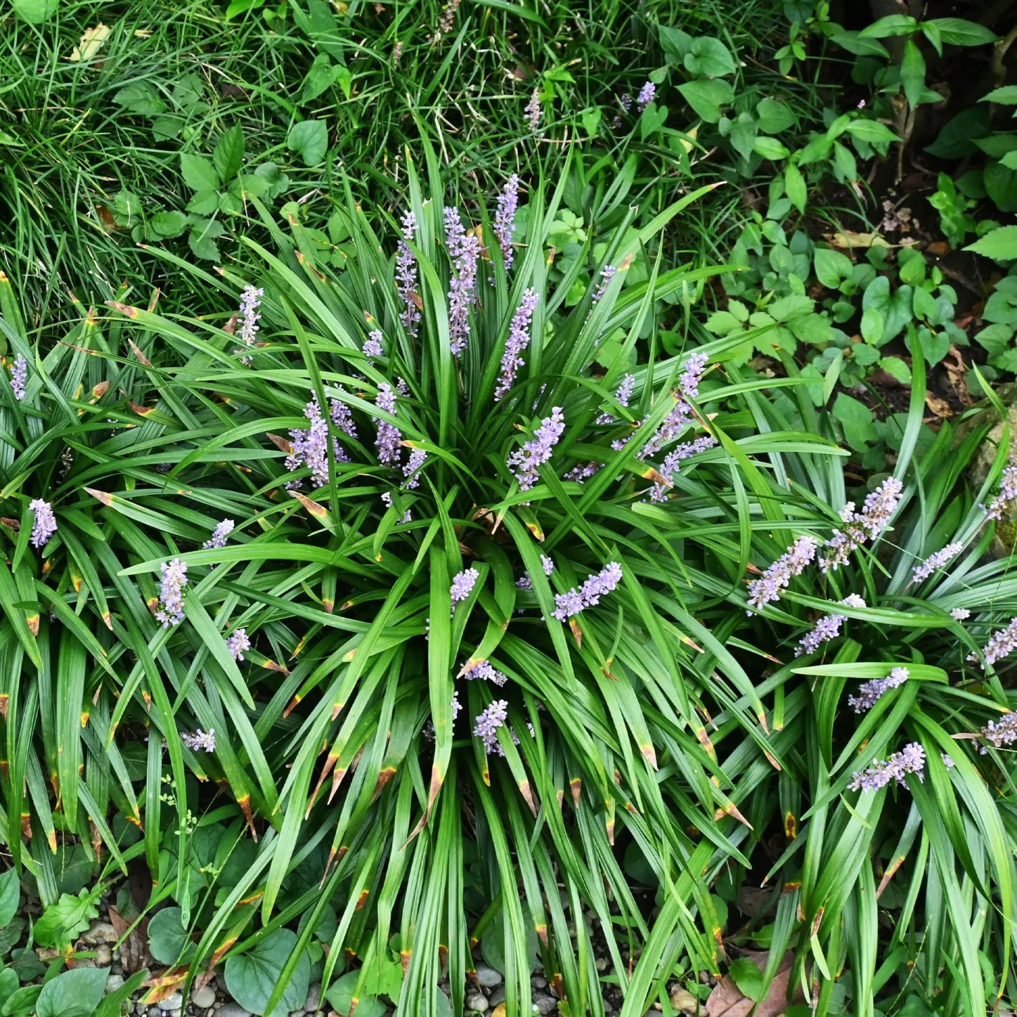 Liriope muscari Big Blue - Grün und blau, ganz einfach
