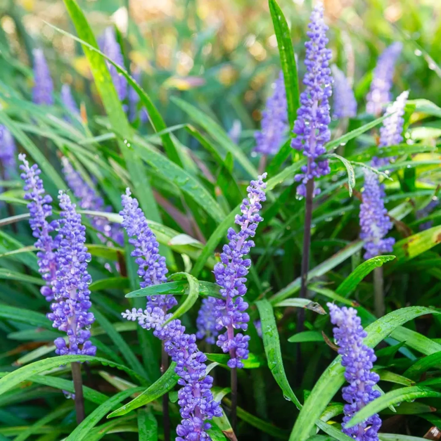 Liriope muscari - Blüht wenn andere ruhen
