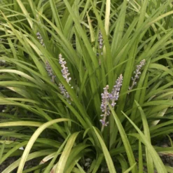 Liriope spicata - Grün wo sonst nichts wächst